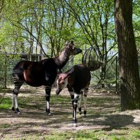 (6)Okapis im Grünen Zoo Wuppertal.jpg