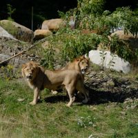 (10)Löwen im Freigehege.jpg