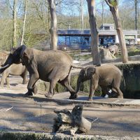 (13)Elefanten im Grünen Zoo Wuppertal, Birgit Klee (4).jpg